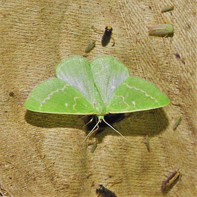 Thetidia smaragdaria - smaragd-zöldaraszoló
