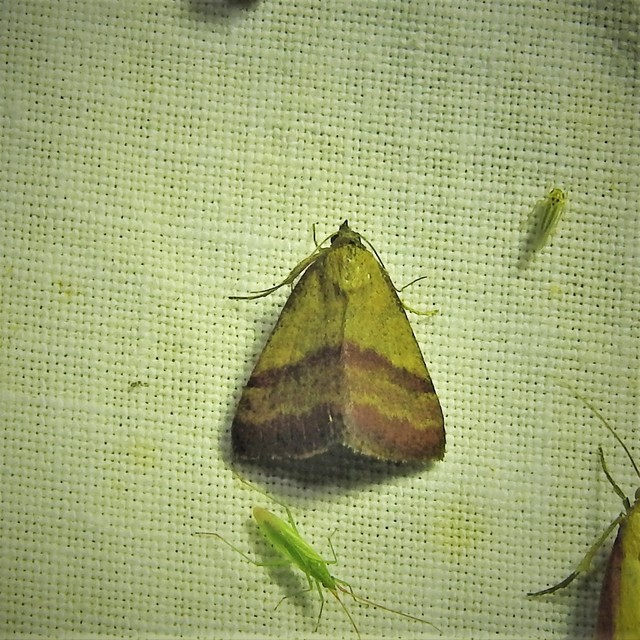 Phytometra viridaria - pirossávos bagoly