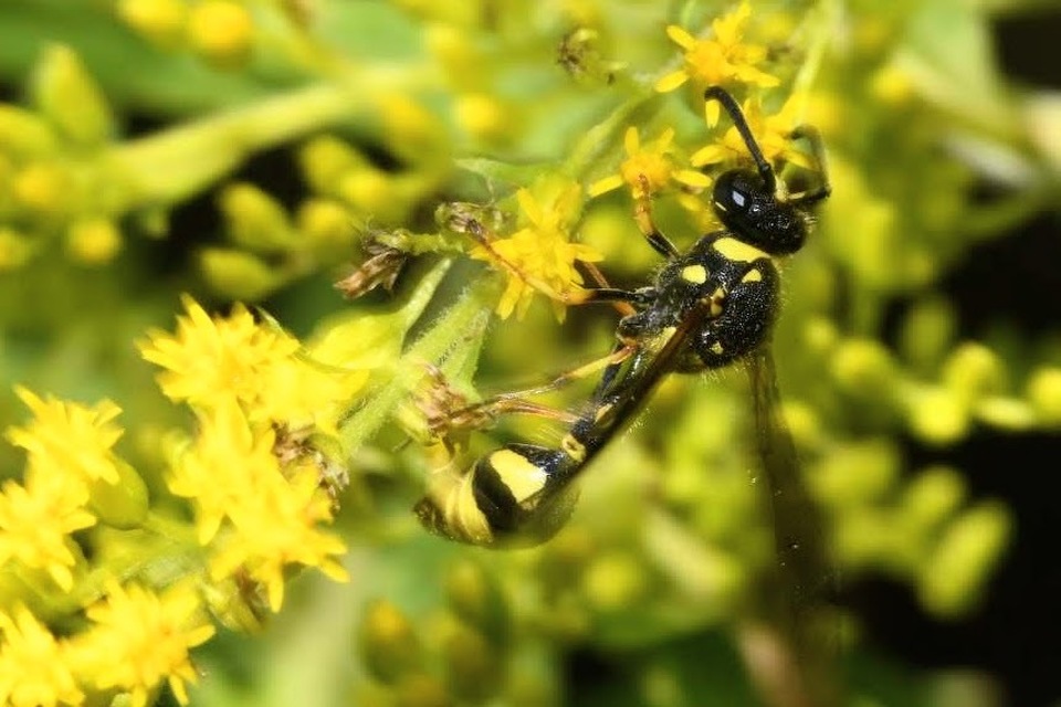 Eumenes papillarius