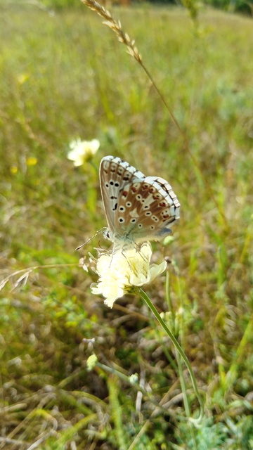 Polyommatus coridon - ezüstkék boglárka