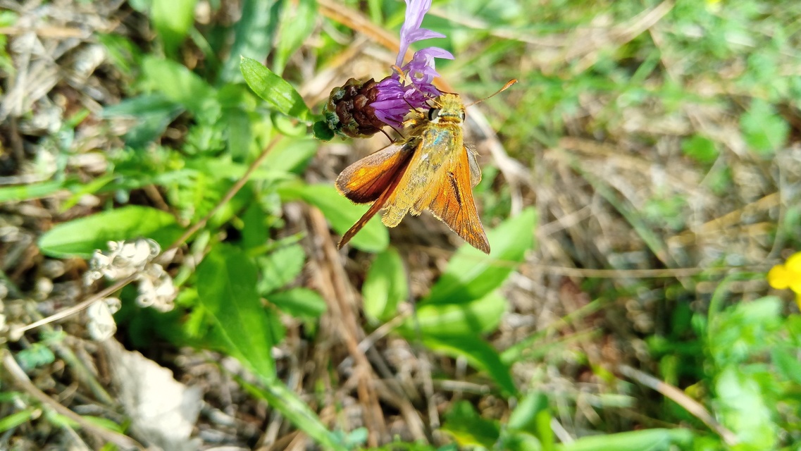 Hesperia comma - vesszős busalepke