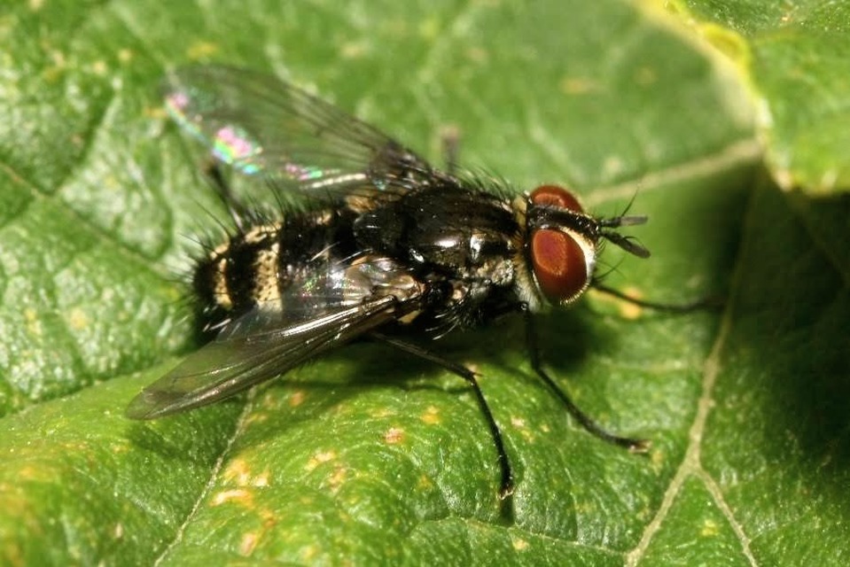 Nemorilla floralis