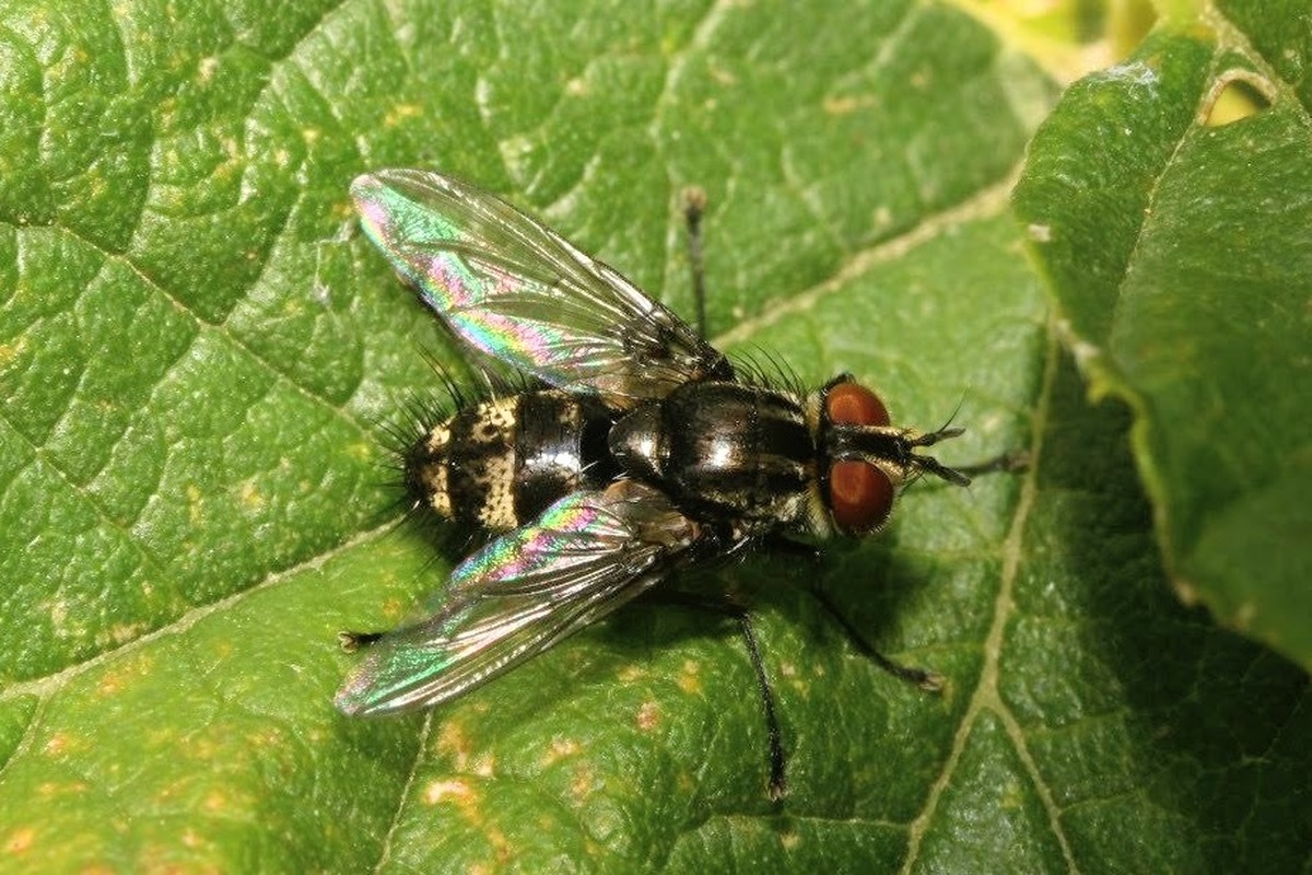 Nemorilla floralis