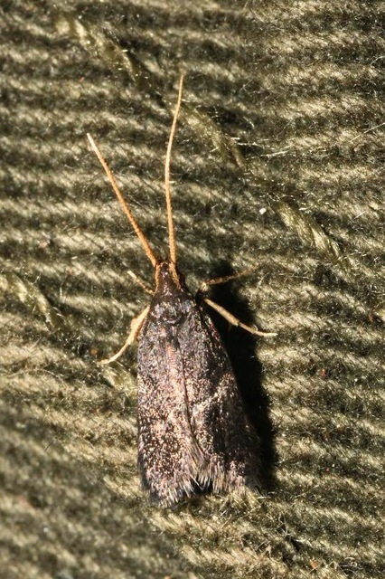 Lecithocera nigrana - kis hindumoly