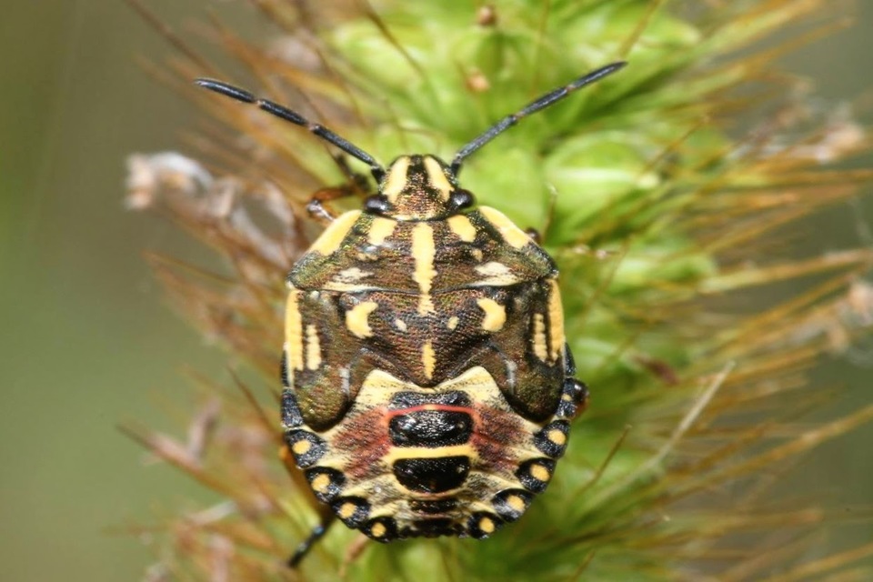 Carpocoris