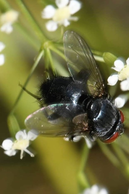 Epicampocera succincta