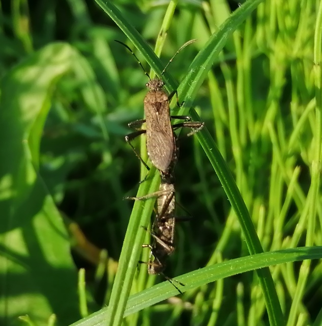 Alydus calcaratus - szőrös tövispoloska