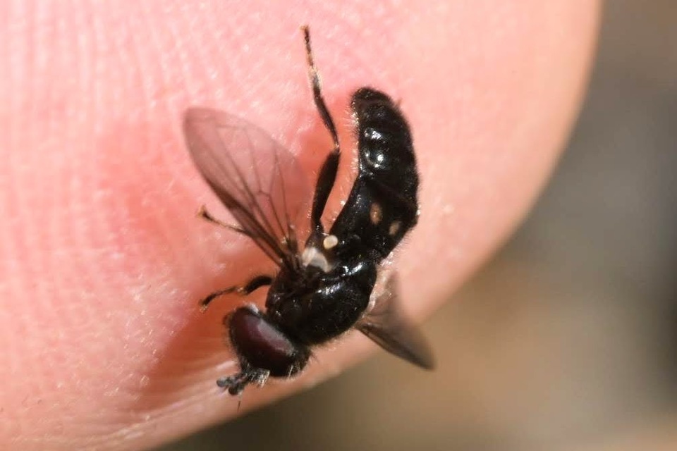 Pipiza bimaculata - gyakori holdfoltúlégy