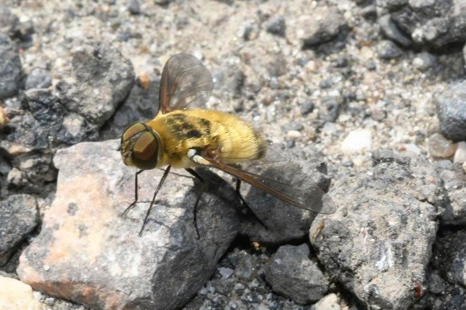 Villa cingulata