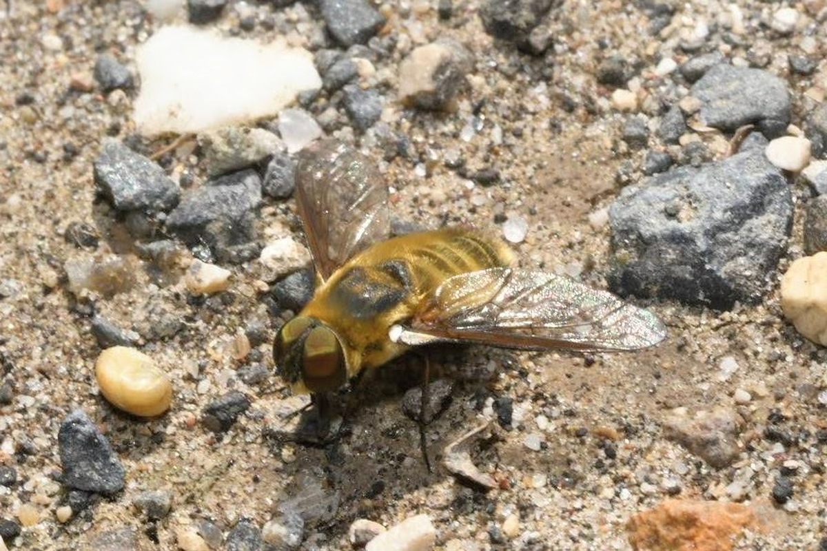 Villa cingulata