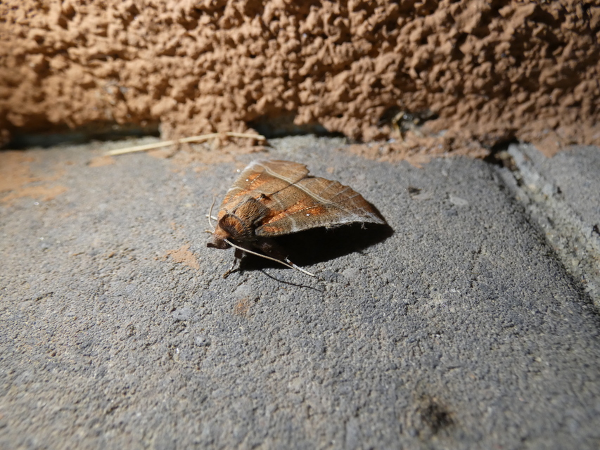 Scoliopteryx libatrix - vörös csipkésbagoly
