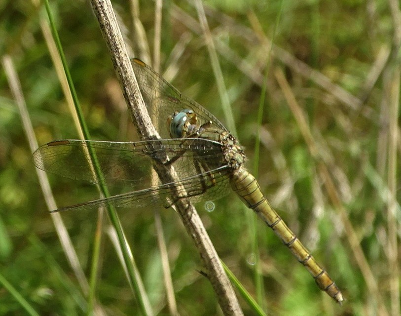Orthetrum coerulescens - karcsú pásztorszitakötő