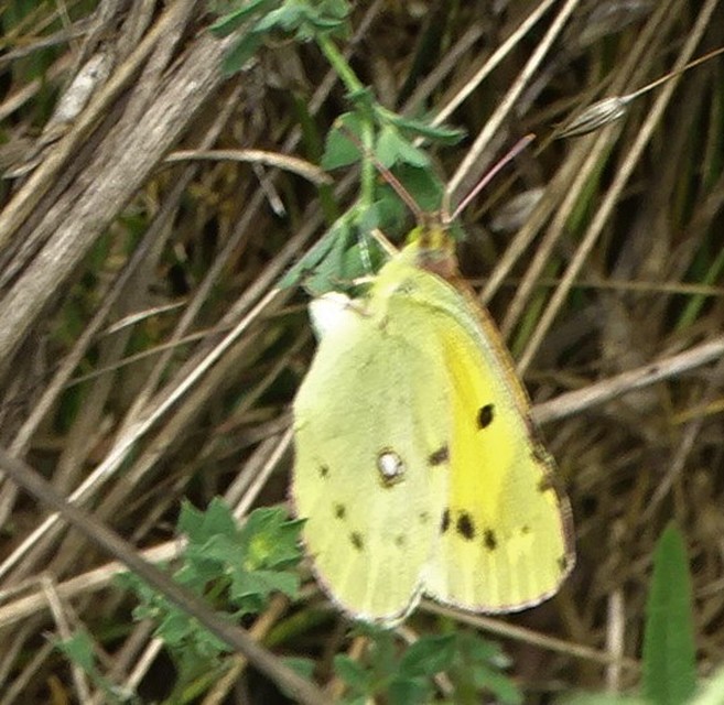 Colias erate - csángó-kéneslepke