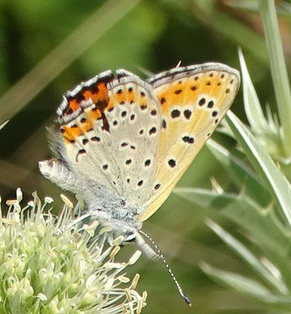 Lycaena thersamon - kis tűzlepke