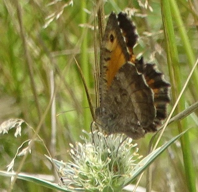 Arethusana arethusa - közönséges szemeslepke