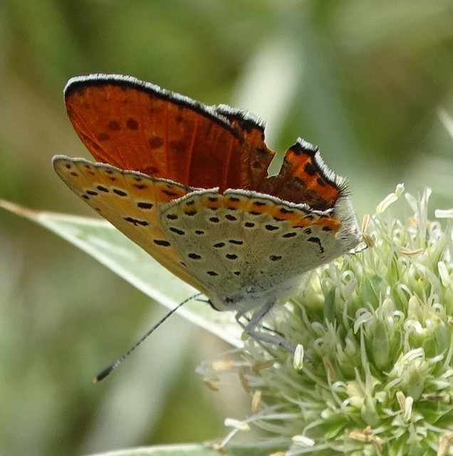 Lycaena thersamon - kis tűzlepke