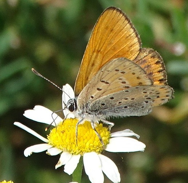 Lycaena thersamon - kis tűzlepke