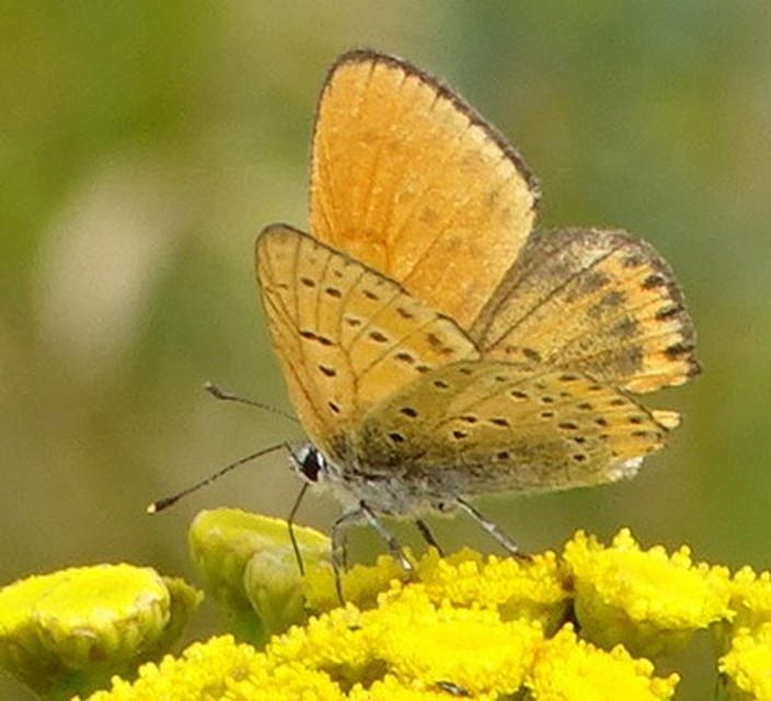 Lycaena thersamon - kis tűzlepke