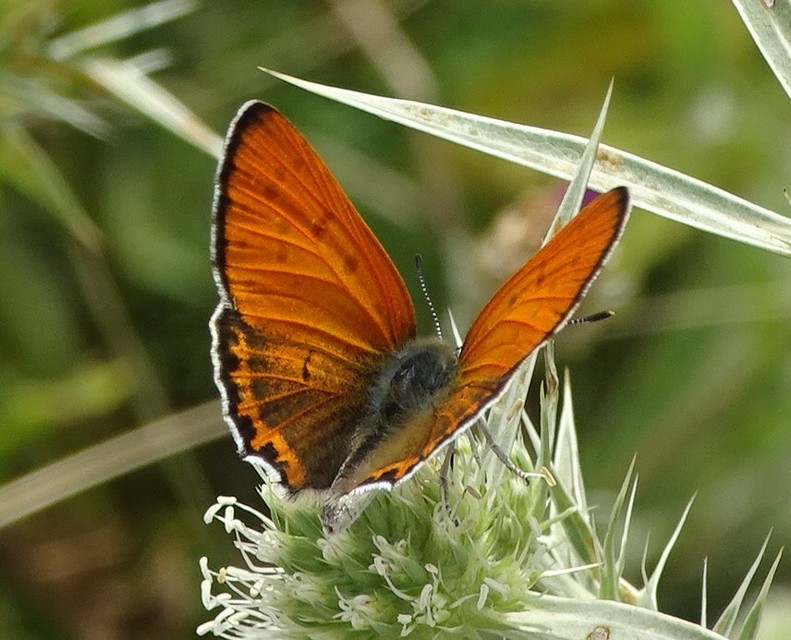Lycaena thersamon - kis tűzlepke