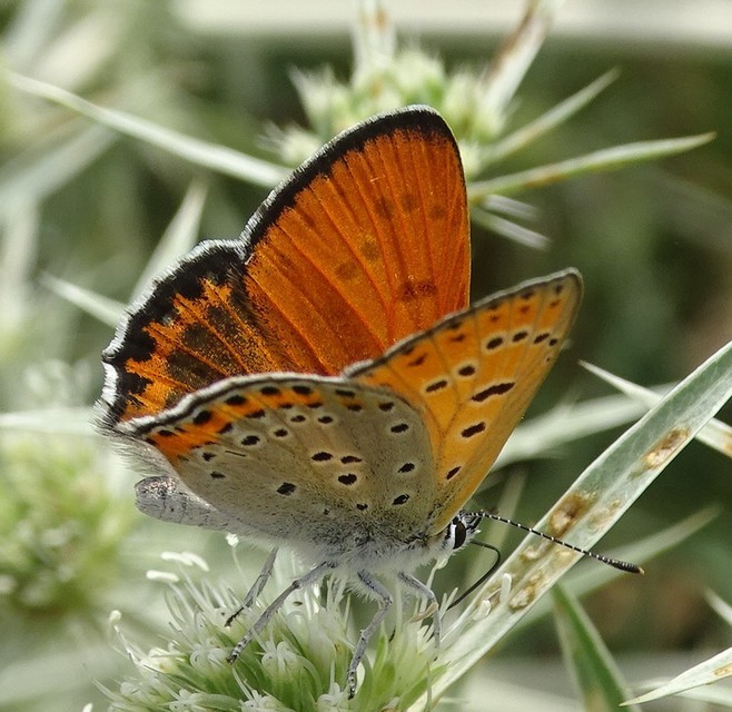 Lycaena thersamon - kis tűzlepke