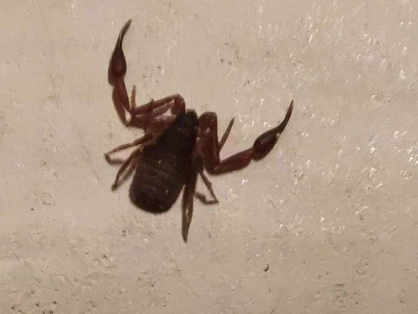 Pseudoscorpionida - Álskorpiók