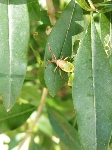 Gonocerus acuteangulatus - aranypetés karimáspoloska