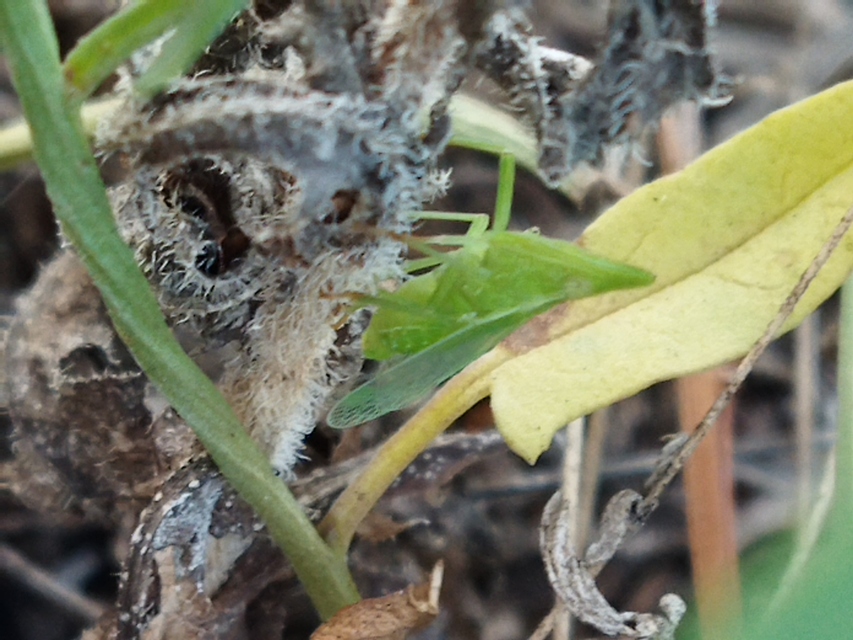 Dictyophara europaea