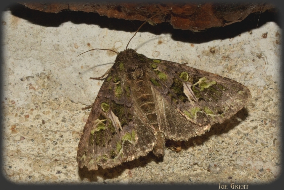 Trachea atriplicis - nyári zöldbagoly