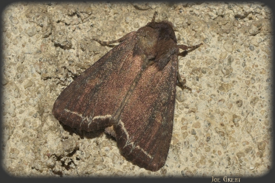 Lacanobia oleracea - saláta-kertibagoly