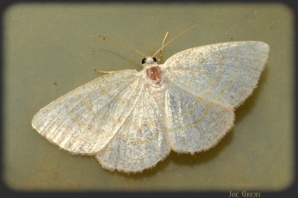 Cabera exanthemata - pettyes égeraraszoló