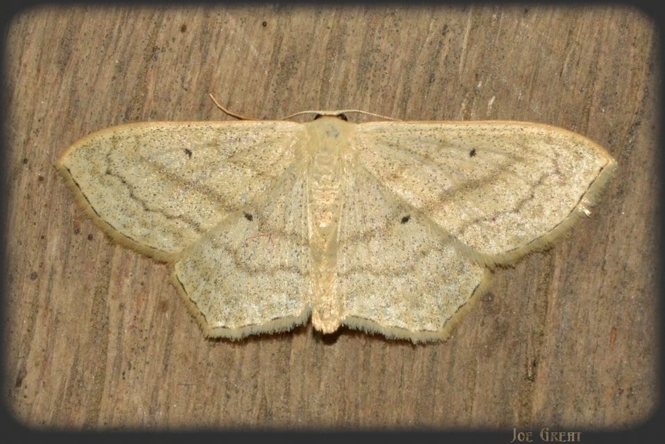 Scopula nigropunctata - feketepettyes araszoló