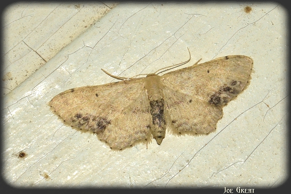 Idaea dimidiata - gyakori apróaraszoló