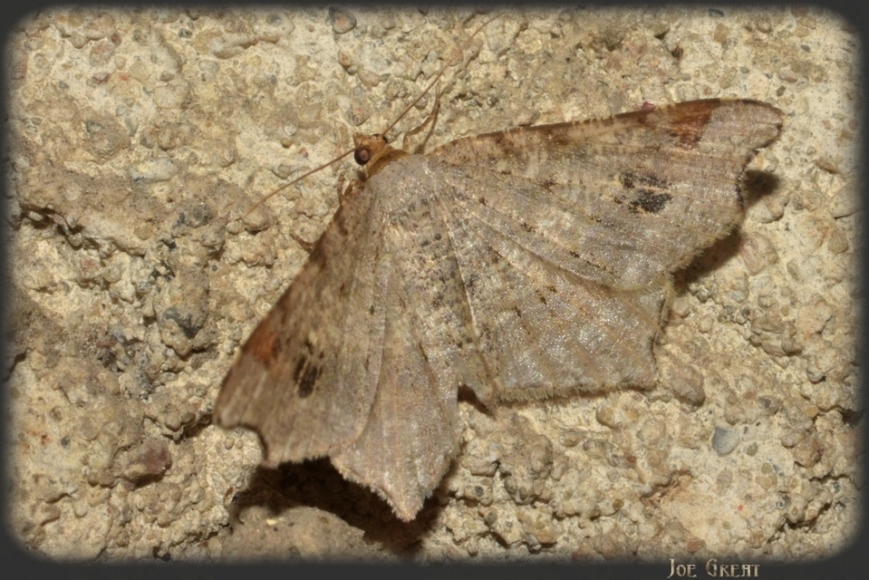 Macaria alternata - közönséges szürkearaszoló