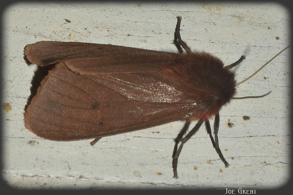 Phragmatobia fuliginosa - füstös medvelepke