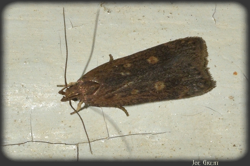 Helcystogramma triannulella - szuláksodró lápimoly