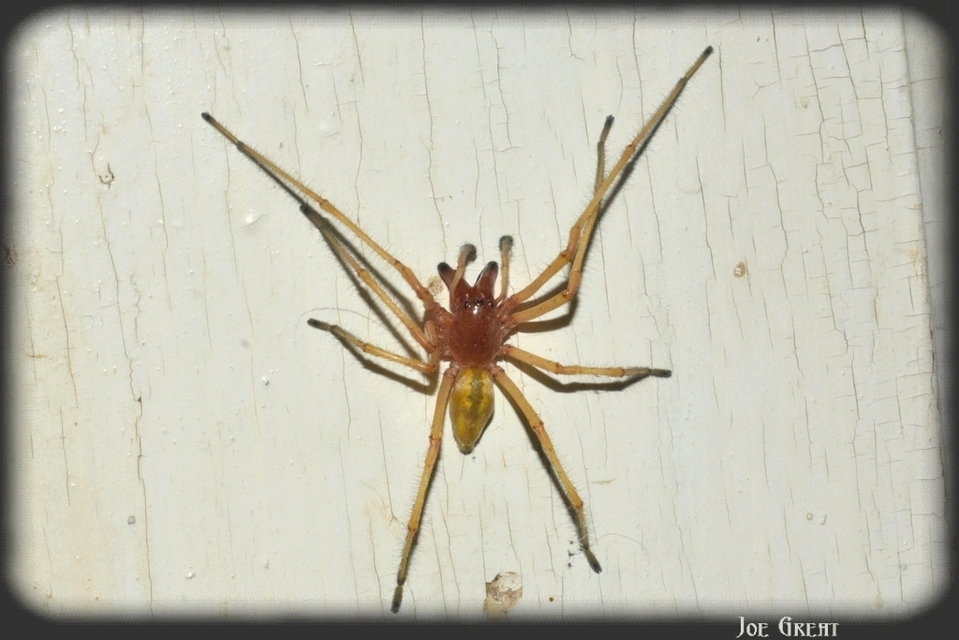 Cheiracanthium punctorium - mérges dajkapók
