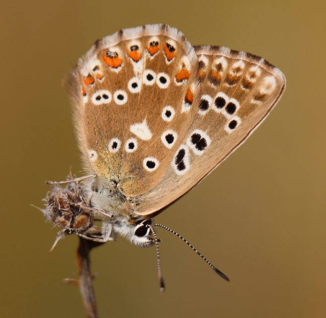 Polyommatus coridon - ezüstkék boglárka