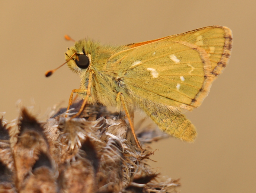 Hesperia comma - vesszős busalepke