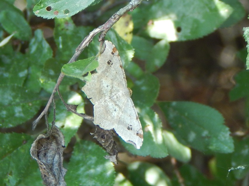 Macaria alternata - közönséges szürkearaszoló