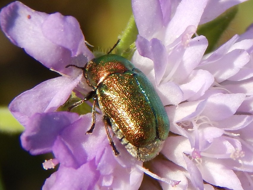 Cryptocephalus