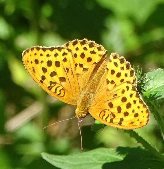 Argynnis laodice - keleti gyöngyházlepke