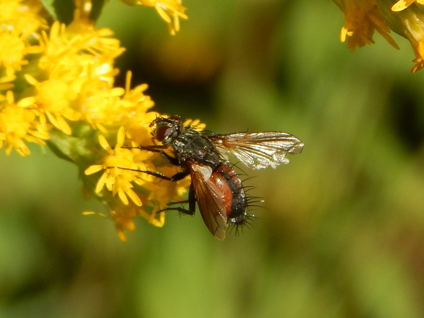 Eriothrix rufomaculatus