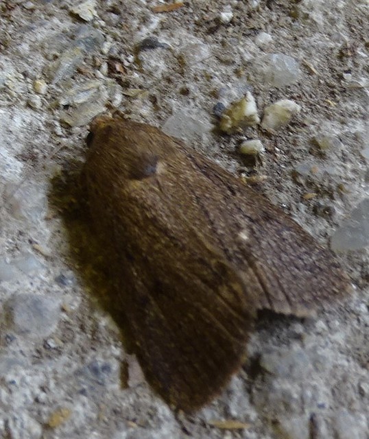 Amphipyra tragopoginis - bakszakállbagoly