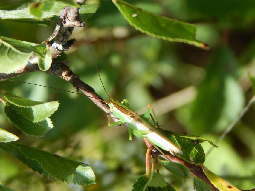Conocephalus fuscus - kis kúpfejűszöcske