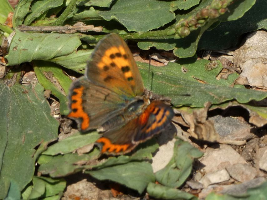 Lycaena phlaeas - közönséges tűzlepke