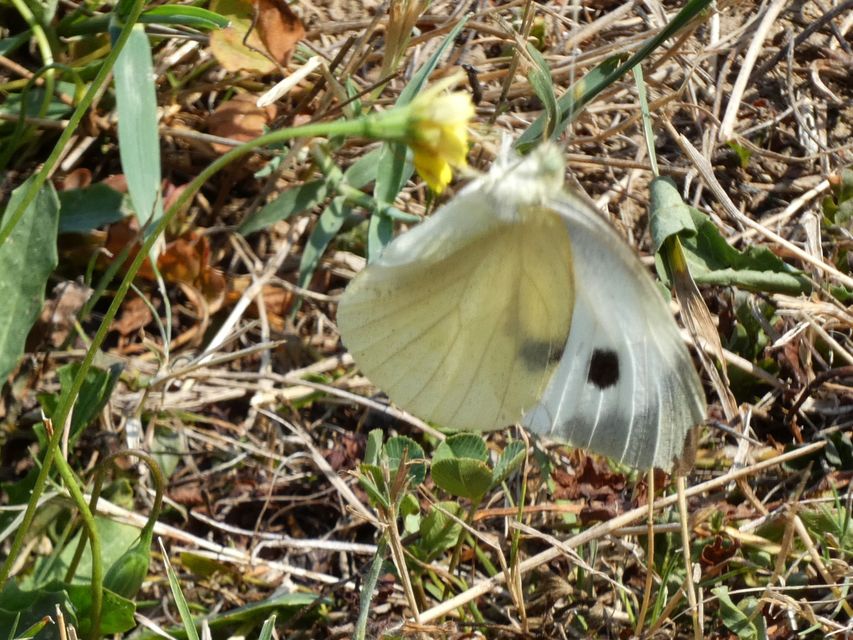 Pieris brassicae - káposztalepke
