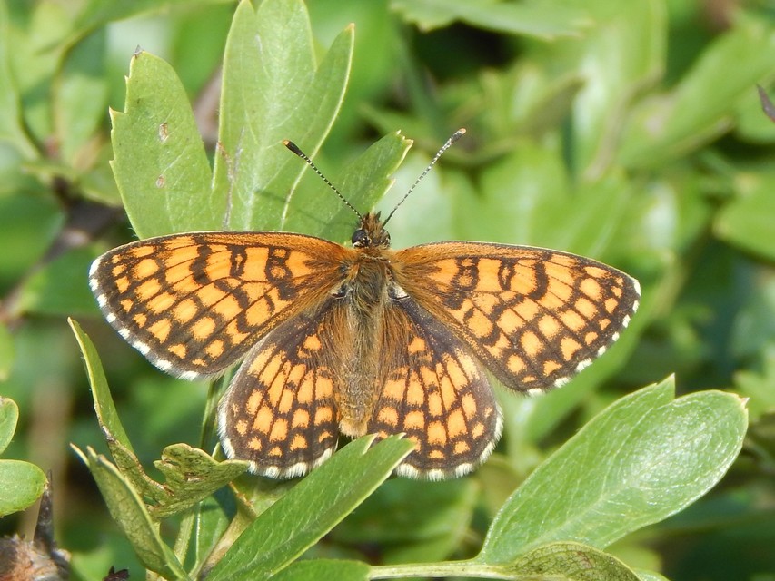 Melitaea athalia - közönséges tarkalepke