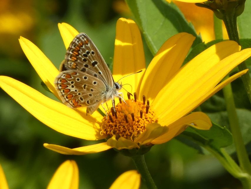 Polyommatus icarus - közönséges boglárka