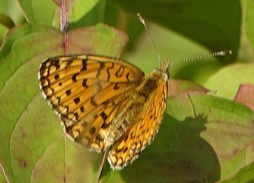 Boloria selene - fakó gyöngyházlepke