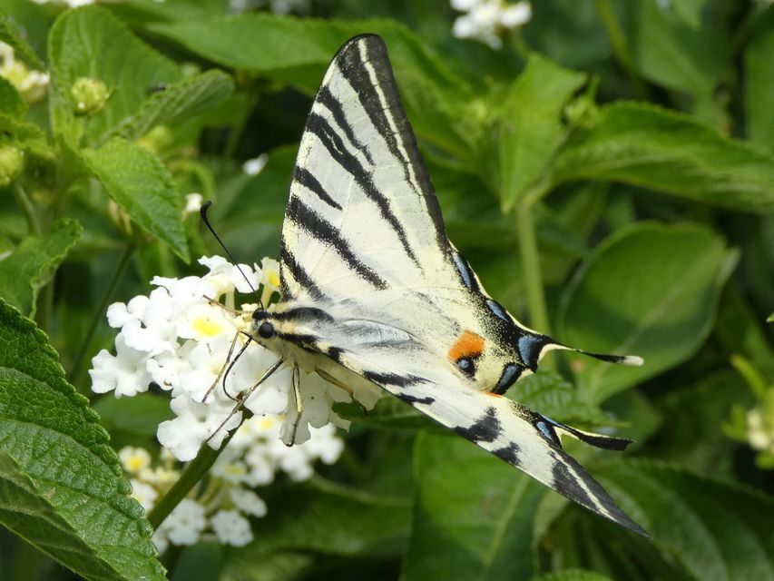 Iphiclides podalirius - kardoslepke
